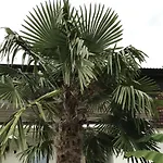 Palmengarten Lejlighed Lichtenstein (Baden-Wurttemberg)