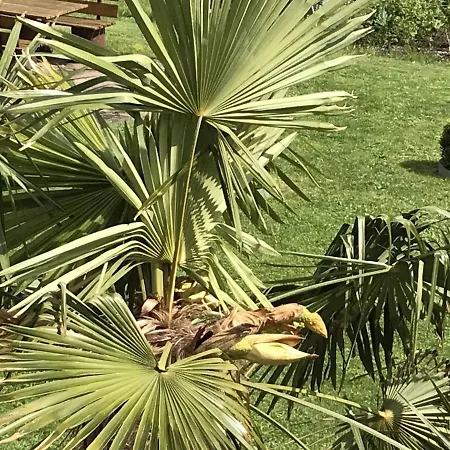 Apartment Palmengarten