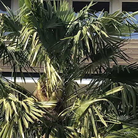 Palmengarten Lichtenstein (Baden-Wurttemberg)