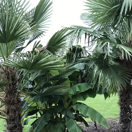 Palmengarten * 리히텐슈타인